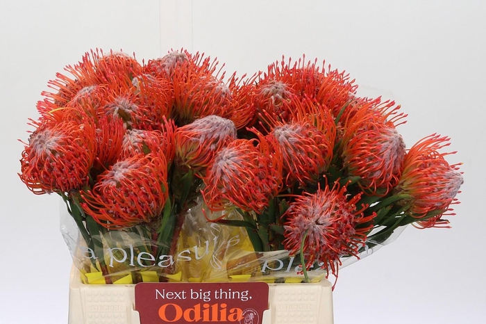 <h4>Nutans Tango</h4>