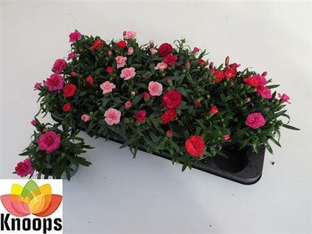 <h4>Dian Osc Gem</h4>