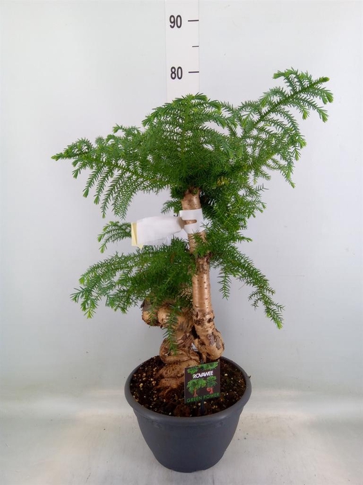 <h4>Araucaria   ...</h4>