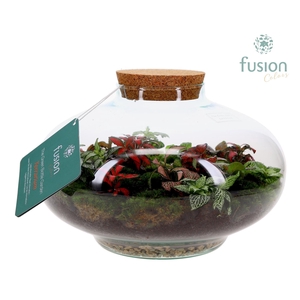 Green Bottle Luna XLarge met Terrarium arrangement