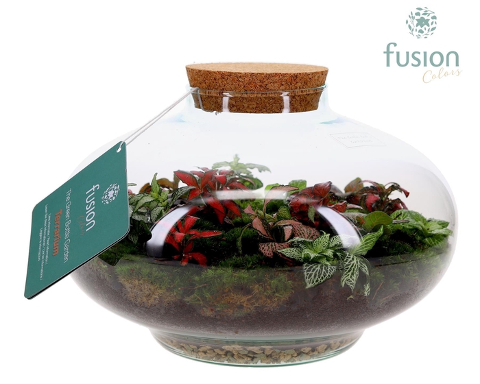 <h4>Green Bottle Luna XLarge met Terrarium arrangement</h4>