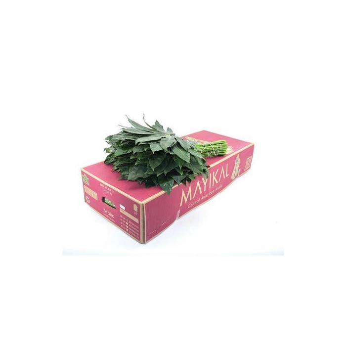 <h4>ARALIA 60 CM MAYIKAL</h4>