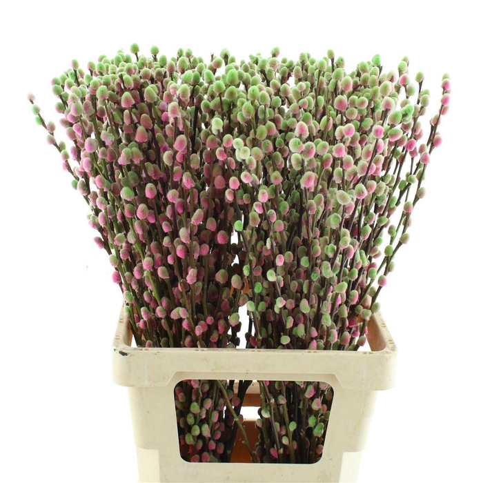 <h4>Salix Snow Flake Klb Bubblicious</h4>