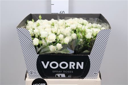 <h4>Rosa TR 'Josephine'</h4>