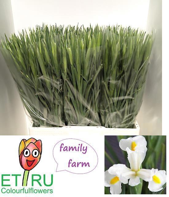 <h4>IRIS WHITE MAGIC</h4>