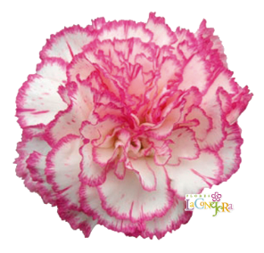 <h4>Di St Komachi Bicolor Pink 65cm CO</h4>