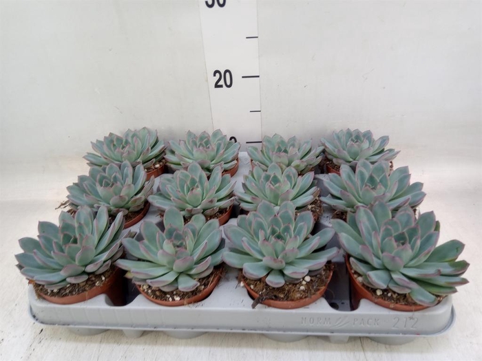 <h4>Echeveria  'Apus'</h4>