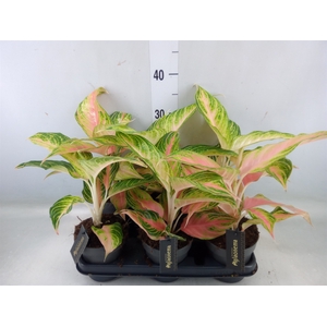 Aglaonema   ...