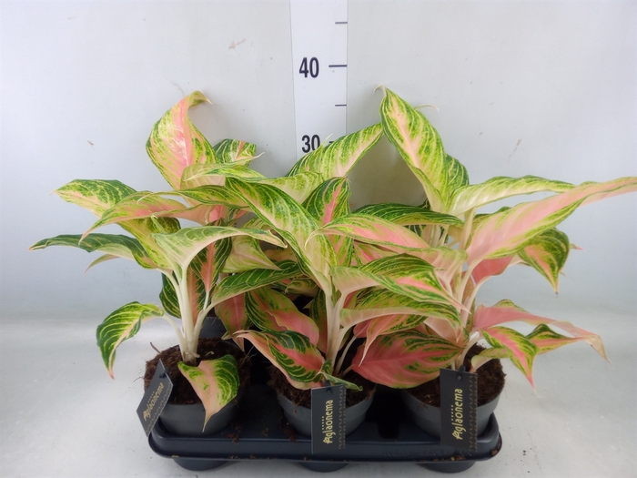 <h4>Aglaonema   ...</h4>