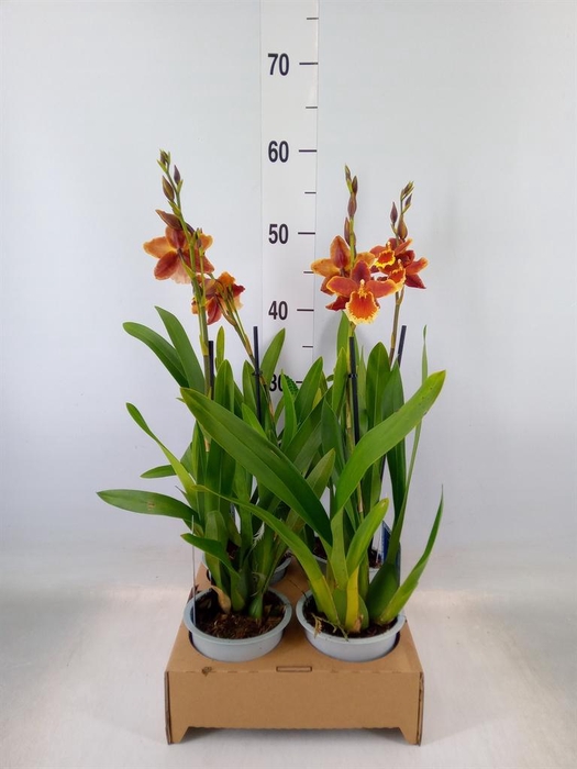 <h4>xColmanara   ...</h4>