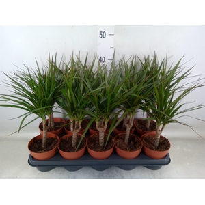 Dracaena marg.