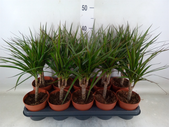 <h4>Dracaena marg.</h4>