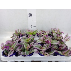 Tradescantia cerinth. 'Nanouk'