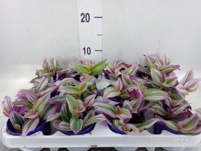 <h4>Tradescantia cerinth. 'Nanouk'</h4>