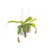 CARNIVORA NEPENTHES P13