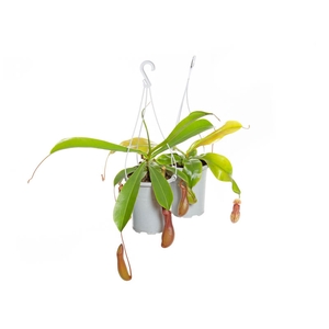 CARNIVORA NEPENTHES P13