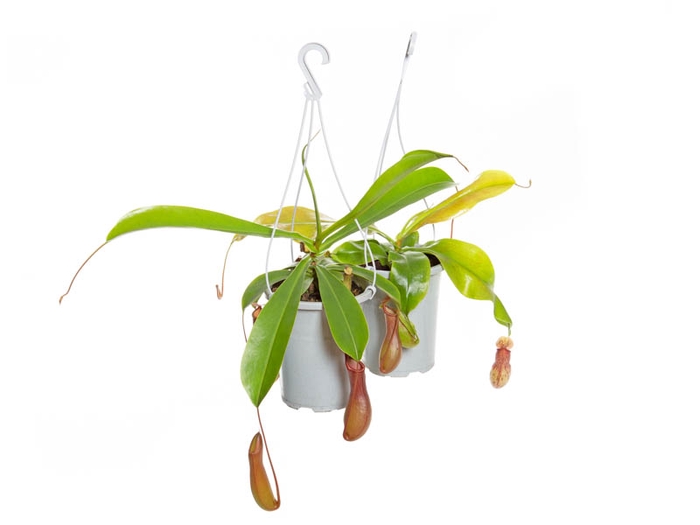 <h4>CARNIVORA NEPENTHES P13</h4>