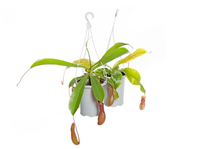 <h4>CARNIVORA NEPENTHES P13</h4>