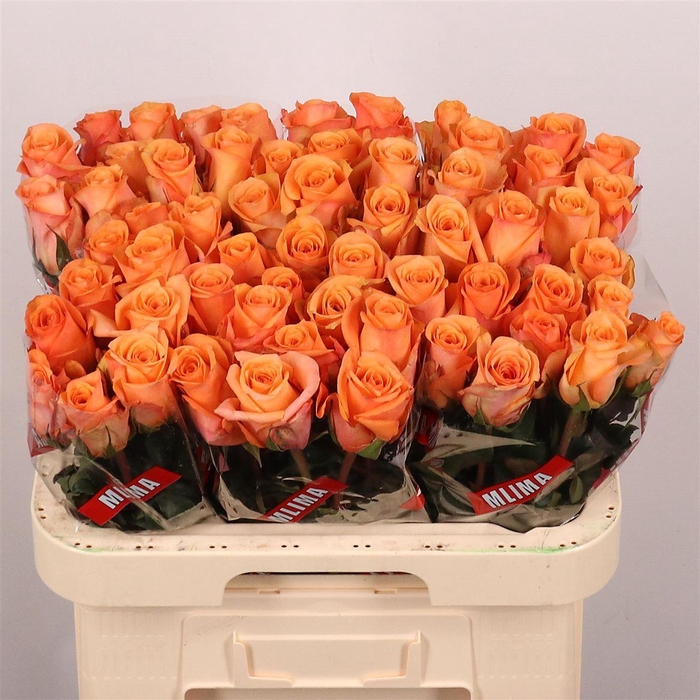 <h4>R Gr Sauti Sol</h4>