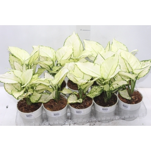 AGLAONEMA WHITE JOY P12