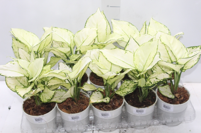 <h4>AGLAONEMA WHITE JOY P12</h4>