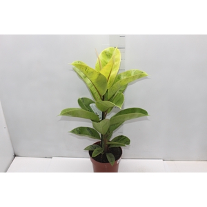 FICUS ELASTICA SHIVEREANA MOONSHINE P17