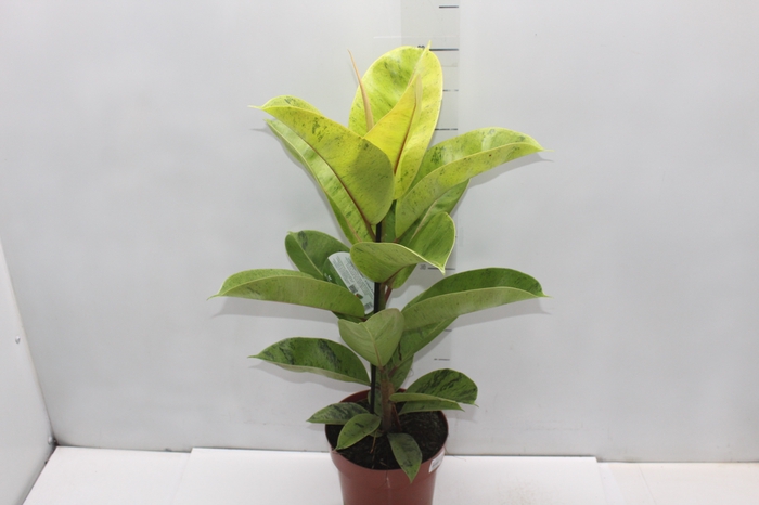 <h4>FICUS ELASTICA SHIVEREANA MOONSHINE P17</h4>