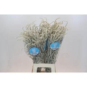 AMAR YEARMING DESERT