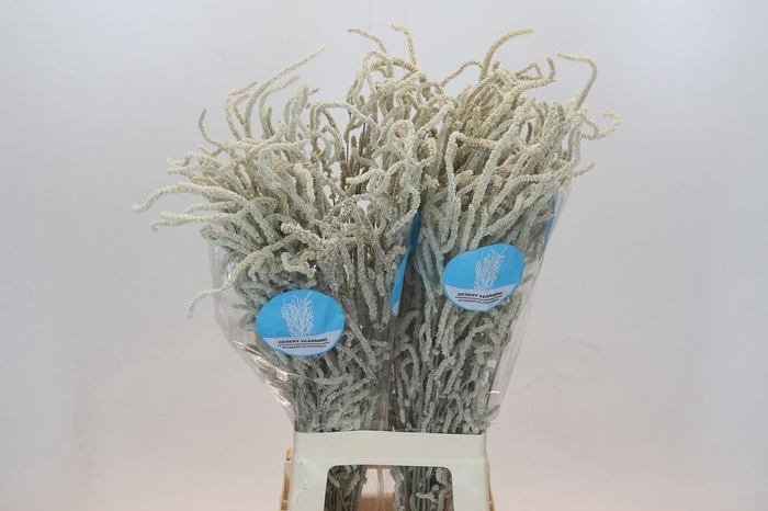 <h4>AMAR YEARMING DESERT</h4>