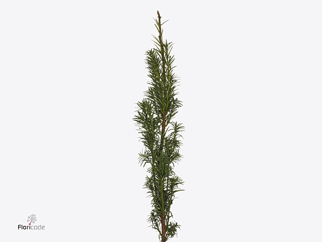 TAXUS B FASTIGIATA