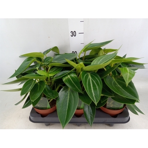 Peperomia