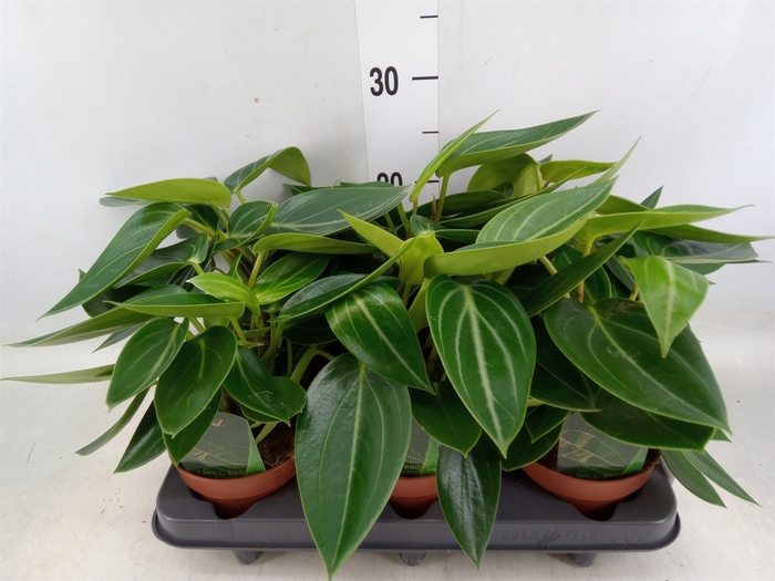 <h4>Peperomia</h4>