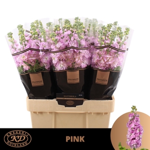 Matth Mathilda Pink