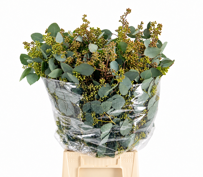 <h4>EUCALYPTUS 'POPULUS WITH BERRIES'</h4>