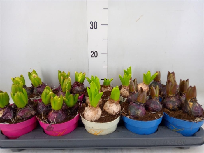 <h4>Hyacinthus orie.   ...mix 3</h4>