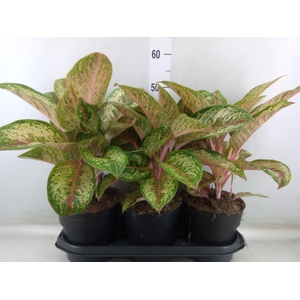 Aglaonema  'Painted Celebration'