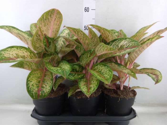 <h4>Aglaonema  'Painted Celebration'</h4>