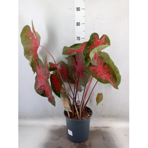 Caladium   ...