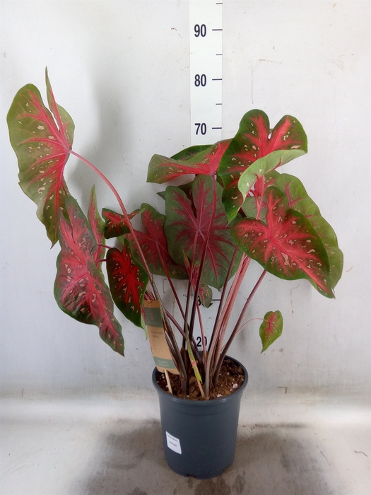 <h4>Caladium   ...</h4>