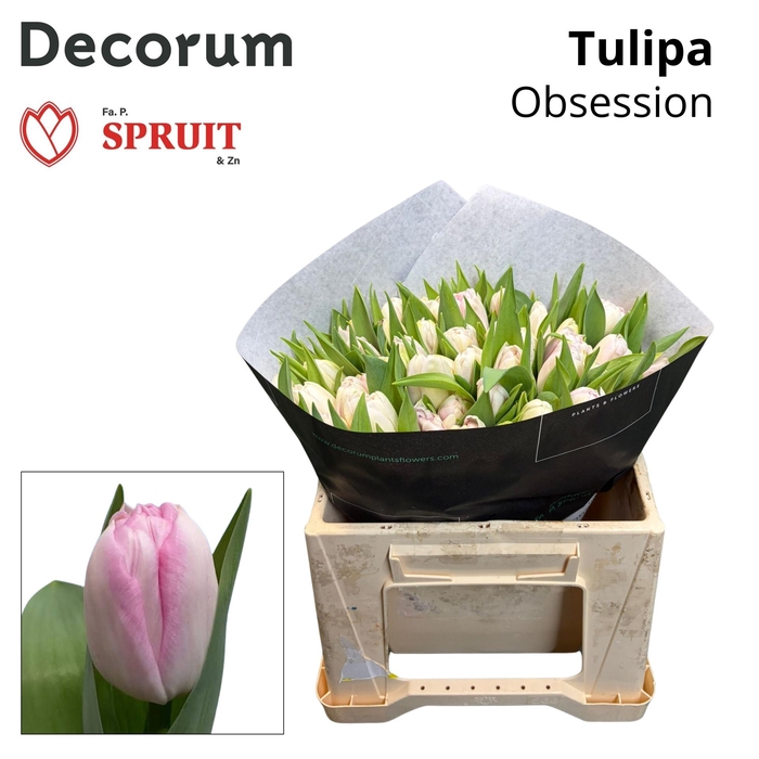 <h4>TU DU OBSESSION</h4>