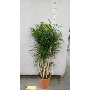 Dracaena refl. 'Anita'
