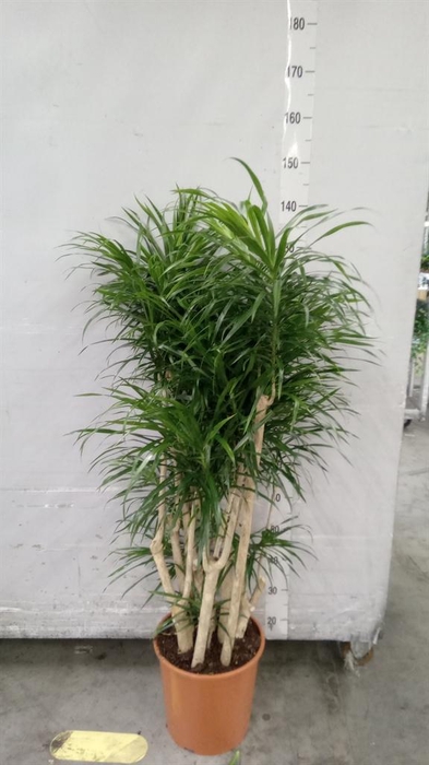 <h4>Dracaena refl. 'Anita'</h4>