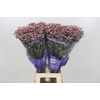 Limonium Pink Diamond