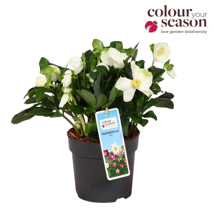 <h4>Helleborus Niger P13</h4>