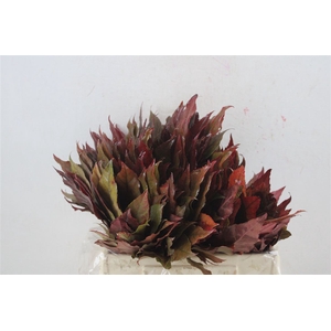 Aralia Red I P Stem