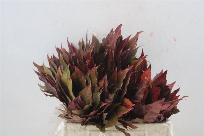 <h4>Aralia Red I P Stem</h4>