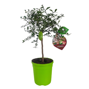 Citrus hystrix
