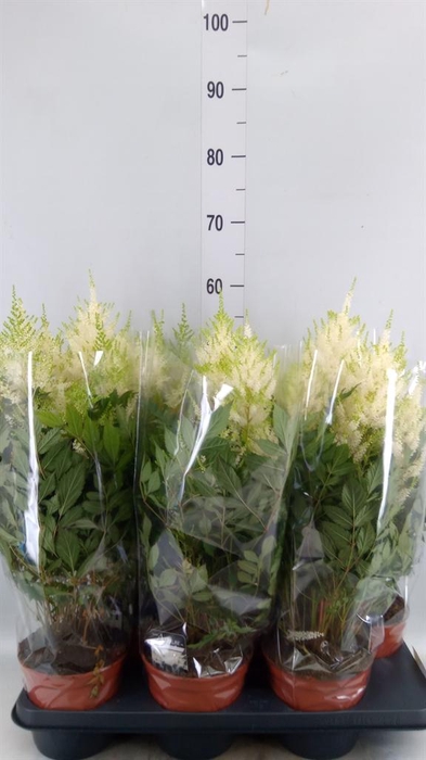 <h4>Astilbe japonica 'Mojito'</h4>