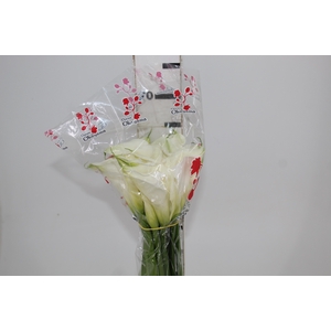 COPO DE LEITE BRANCO 070 CM