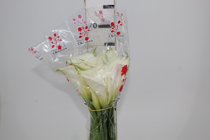 <h4>COPO DE LEITE BRANCO 070 CM</h4>